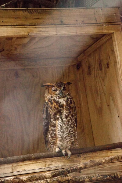 Great Horned owl Bubo virginianus — Zdjęcie stockowe