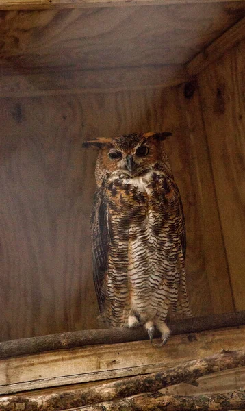 Nagy Bubo Bubo virginianus — Stock Fotó