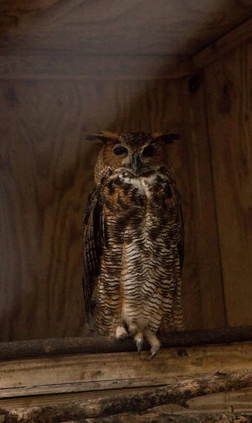 Great Horned Owl Bubo Virginianus Wznosi Się Cieniu Obory — Zdjęcie stockowe