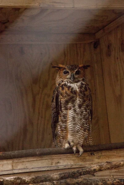 Great Horned Owl Bubo Virginianus Wznosi Się Cieniu Obory — Zdjęcie stockowe