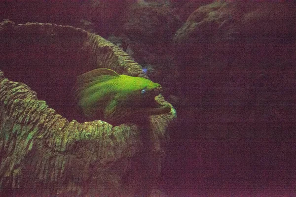 Green Moray Eel Gymnothorax Funebris Coral Reef — Stock Photo, Image