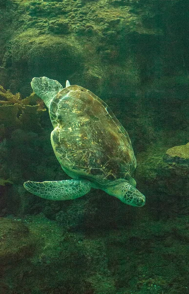 緑の海カメのアオウミガメが泳ぐサンゴ礁に沿って — ストック写真