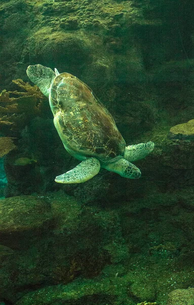 Черепаха Зеленого Моря Chelonia Mydas Плавает Вдоль Кораллового Рифа — стоковое фото