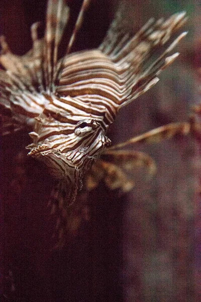 条狮子鱼 Pterois Volitans 是一种入侵的物种 沿着佛罗里达海岸线扎根 — 图库照片