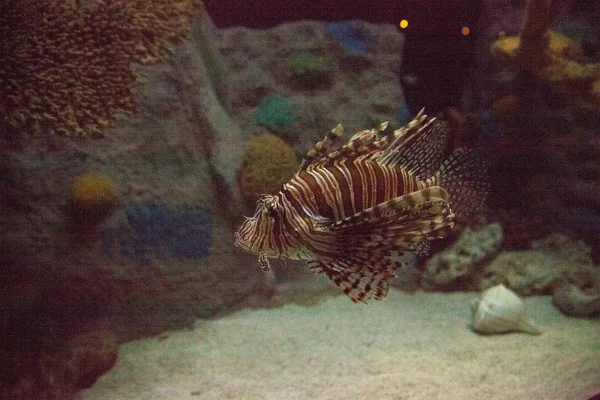 Lionfish Pterois Volitans Una Especie Invasora Que Echado Raíces Largo —  Fotos de Stock