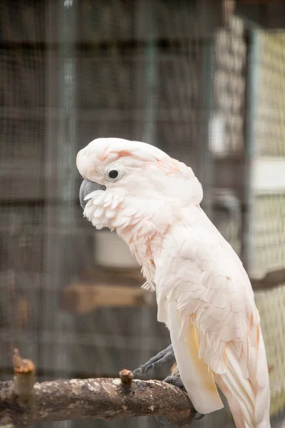 Kakadu Sundajskich Cacatua Moluccensis Endemicznie Wschodniej Indonezji Archipelagu Seram — Zdjęcie stockowe