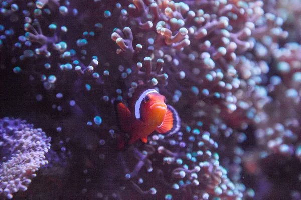 Ocellaris Clownfish Amphiprion Ocellaris Entra Sale Una Anémona Arrecife Coral — Foto de Stock