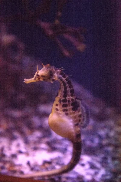 Caballo Mar Potbellied Hippocampus Abdominalis Con Gran Vientre Flota Entre —  Fotos de Stock