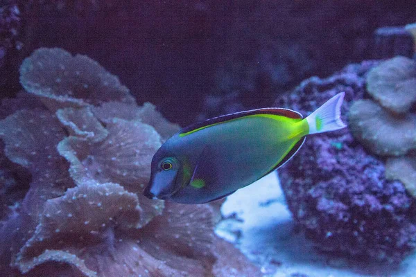 Powder Brown Surgeonfish Acanthurus Japonicas Swims Coral Reef — Stock Photo, Image