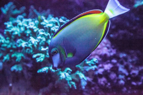 Puderbrauner Doktorfisch Akanthurus Japonicas Schwimmt Über Das Korallenriff — Stockfoto