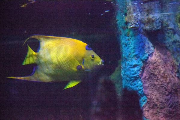 Koningin Angelfish Holacanthus Ciliaris Met Blauwe Gele Kleuren Zwemt Een — Stockfoto