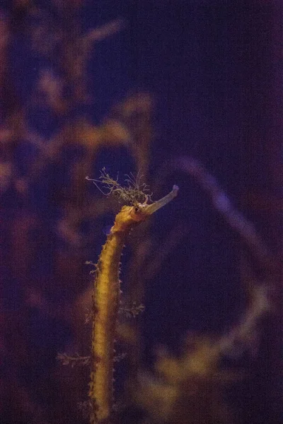 条纹海龙 Haliichthys Taeniophorus 漂浮在海洋水族馆中的海草中 — 图库照片