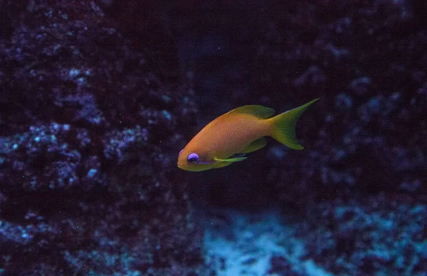 Oranje Fairy Basslet Ook Wel Zee Goldie Pseudanthias Squamipinnis Zwemt — Stockfoto