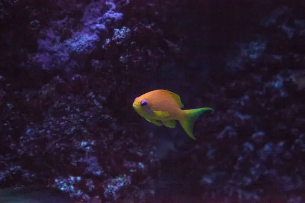 橙色仙女 Basslet 也叫海歌迪 Pseudanthias Squamipinnis 游过珊瑚礁 — 图库照片