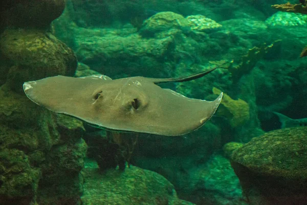 Southern Stingray Dasyatis Americana Desliza Através Água Grande Aquário — Fotografia de Stock