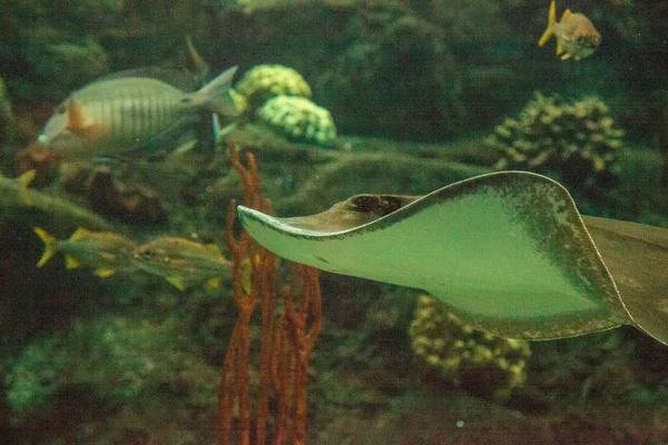Southern Stingray Dasyatis americana glides through the water of a large aquarium tank.