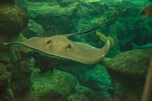 Southern Stingray Dasyatis Americana Desliza Através Água Grande Aquário — Fotografia de Stock