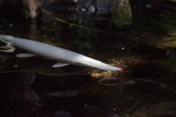 Leukämischer Alligator Gar Atractosteus Spatula Schwimmt Durch Brackwasser — Stockfoto