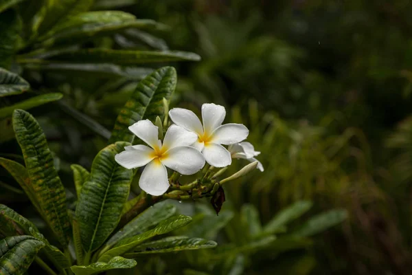 Plumeria biały kwiat Plumeria rubra — Zdjęcie stockowe