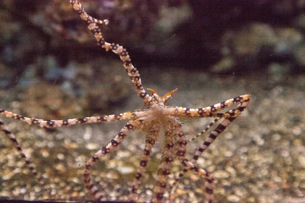 Wunderpus octopus Wunderpus photogenicus —  Fotos de Stock