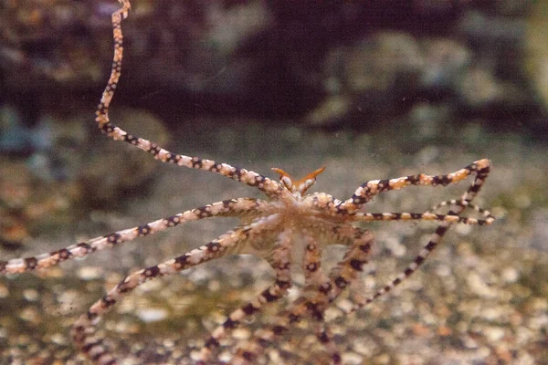 Wunderpus octopus Wunderpus photogenicus — Stok fotoğraf