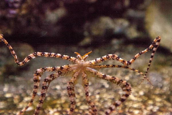 Wunderpus Octopus Wunderpus Photogenicus Spreads Its Long Eight Arms Explores — Stock Photo, Image