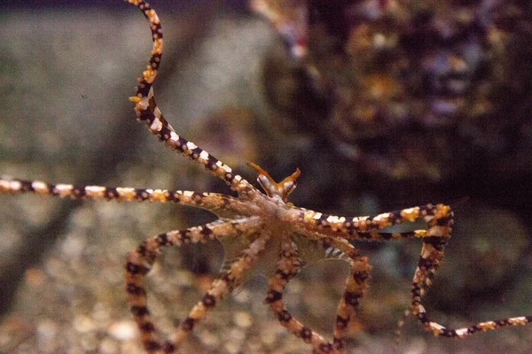 Wunderpus Polvo Wunderpus Photogenicus Espalha Seus Longos Oito Braços Explora — Fotografia de Stock