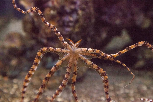 Wunderpus octopus Wunderpus photogenicus