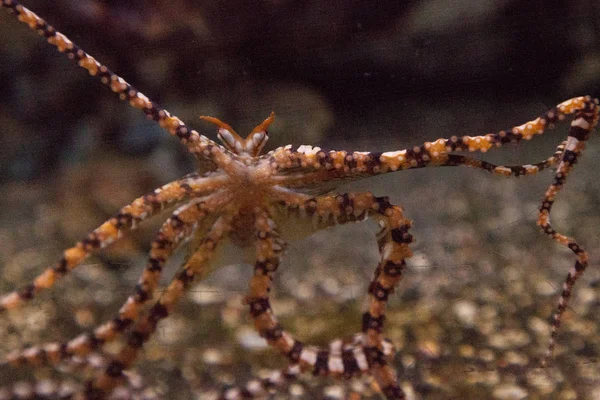 Wunderpus octopus Wunderpus photogenicus spreads its long eight arms and explores.