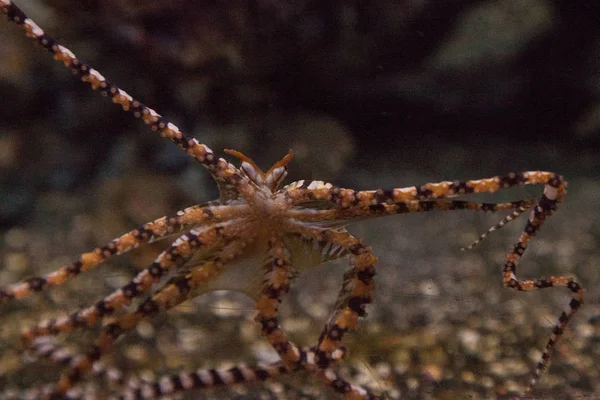 Wunderpus octopus Wunderpus photogenicus