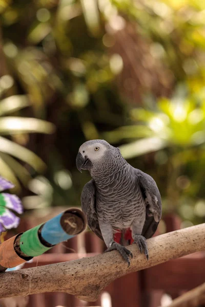 Grijze Roodstaart Psittacus Erithacus Perches Houten Spelen Sportschool Huisdier — Stockfoto