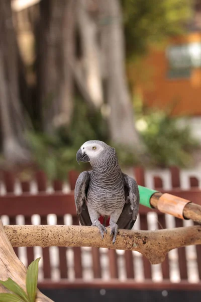 Grijze Roodstaart Psittacus Erithacus Perches Houten Spelen Sportschool Huisdier — Stockfoto