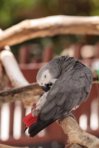 Pet African Grey Parrot Psittacus Erithacus Perches Wood Play Gym — Stock Photo, Image
