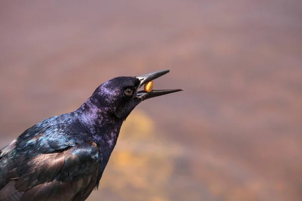 Boat tailed grackle bird Quiscalus major — Stock Photo, Image
