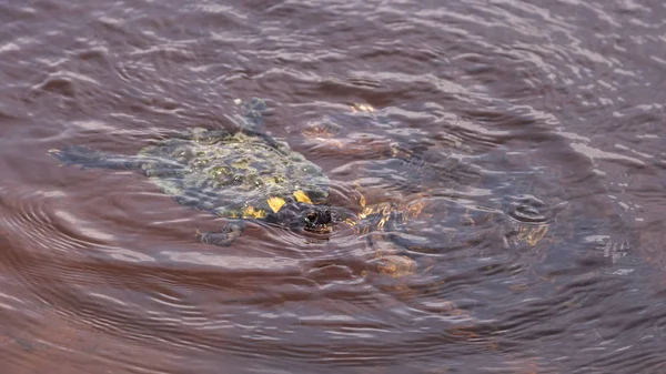 Mangrove Diamondback Terrapin Malaclemys terrapin rhizophorarum — Stockfoto