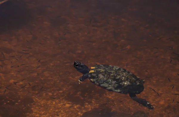 Mangrove Diamondback Terrapin Malaclemys Terrapin Rhizophorarum Svømmer Dam Florida - Stock-foto