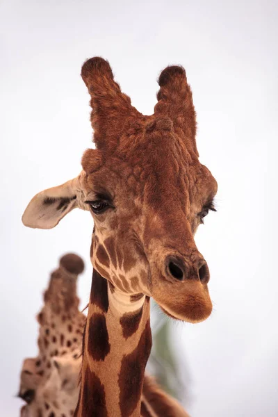 Jirafa Alta Reticulada Giraffa Camelopardalis Reticulata Mira Hacia Abajo Con — Foto de Stock