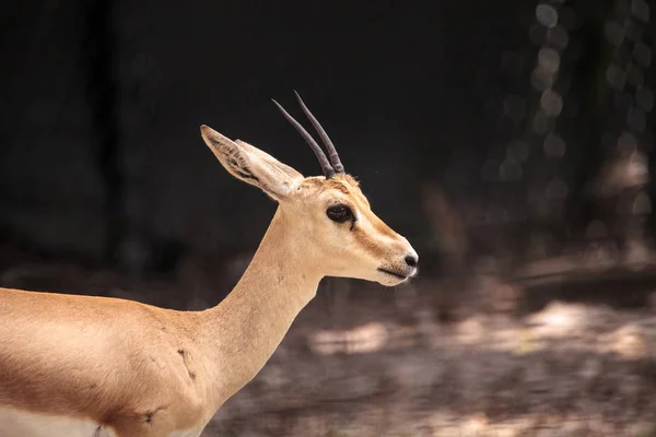 Gacela Cuernos Delgados También Llamada Gazella Leptoceros Viven Desiertos Arenosos — Foto de Stock