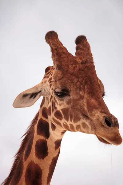 Giraffa Alta Reticolata Giraffa Camelopardalis Reticulata Guarda Giù Con Occhi — Foto Stock