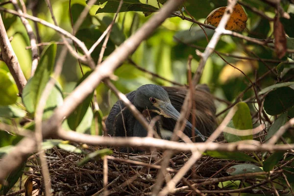 Driekleurenreiger Egretta Tricolor Zit Eieren Haar Nest Een Boom Naples — Stockfoto