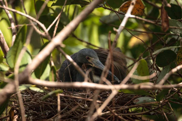 Τρίχρωμος Egretta Tricolored Ηρων Κάθεται Στα Αυγά Στη Φωλιά Ένα — Φωτογραφία Αρχείου