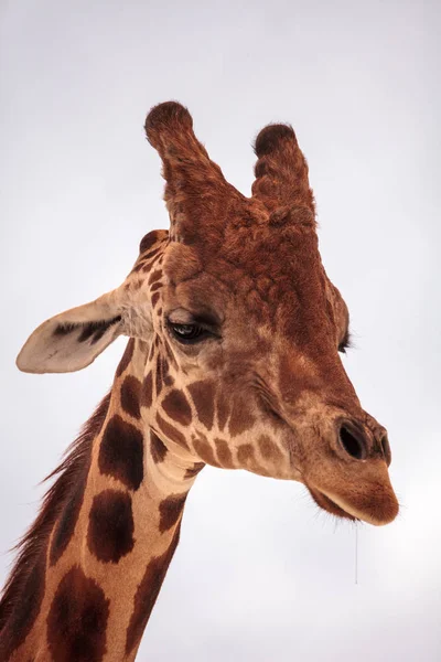 Jirafa Alta Reticulada Giraffa Camelopardalis Reticulata Mira Hacia Abajo Con — Foto de Stock
