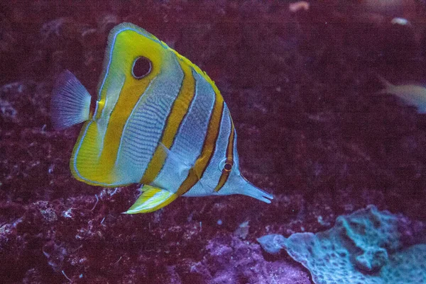 Copperband Butterfly Fish Chelmon Rostratus Its Long Nose Picks Corals Royalty Free Stock Photos