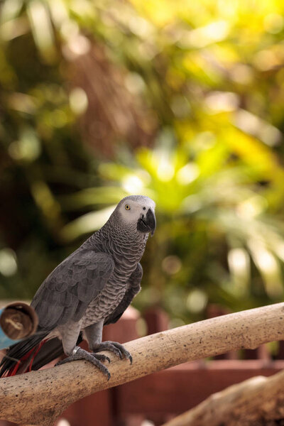 Pet African Grey Parrot Psittacus Erithacus Perches Wood Play Gym Stock Photo