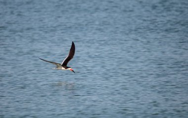 Siyah Kepçe kırlangıçlar Rynchops Nijer Naples, Florida Clam geçişte plaj sürüsü