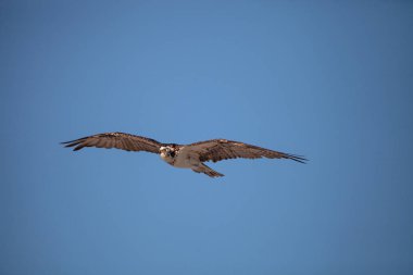 Mavi gökyüzünde uçan cisim üzerinde balıkkartalı yırtıcı kuş Pandion haliaetus Naples, Florida sabah geçmek..