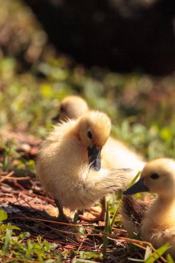Bebek Muscovy ördek yavrusu Cairina moschata flock yaz Naples, Florida bir su birikintisi içinde birlikte.