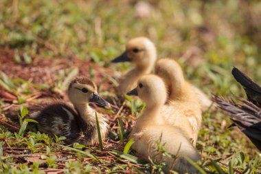 Bebek Muscovy ördek yavrusu Cairina moschata flock yaz Naples, Florida bir su birikintisi içinde birlikte.