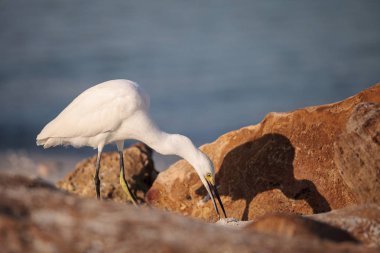 Delnor-Wiggins Pass State Park Naples, Florida, okyanusta balık için Snowy balıkçıl Egretta thula kuş AVI
