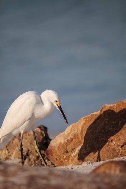 Delnor-Wiggins Pass State Park Naples, Florida, okyanusta balık için Snowy balıkçıl Egretta thula kuş AVI